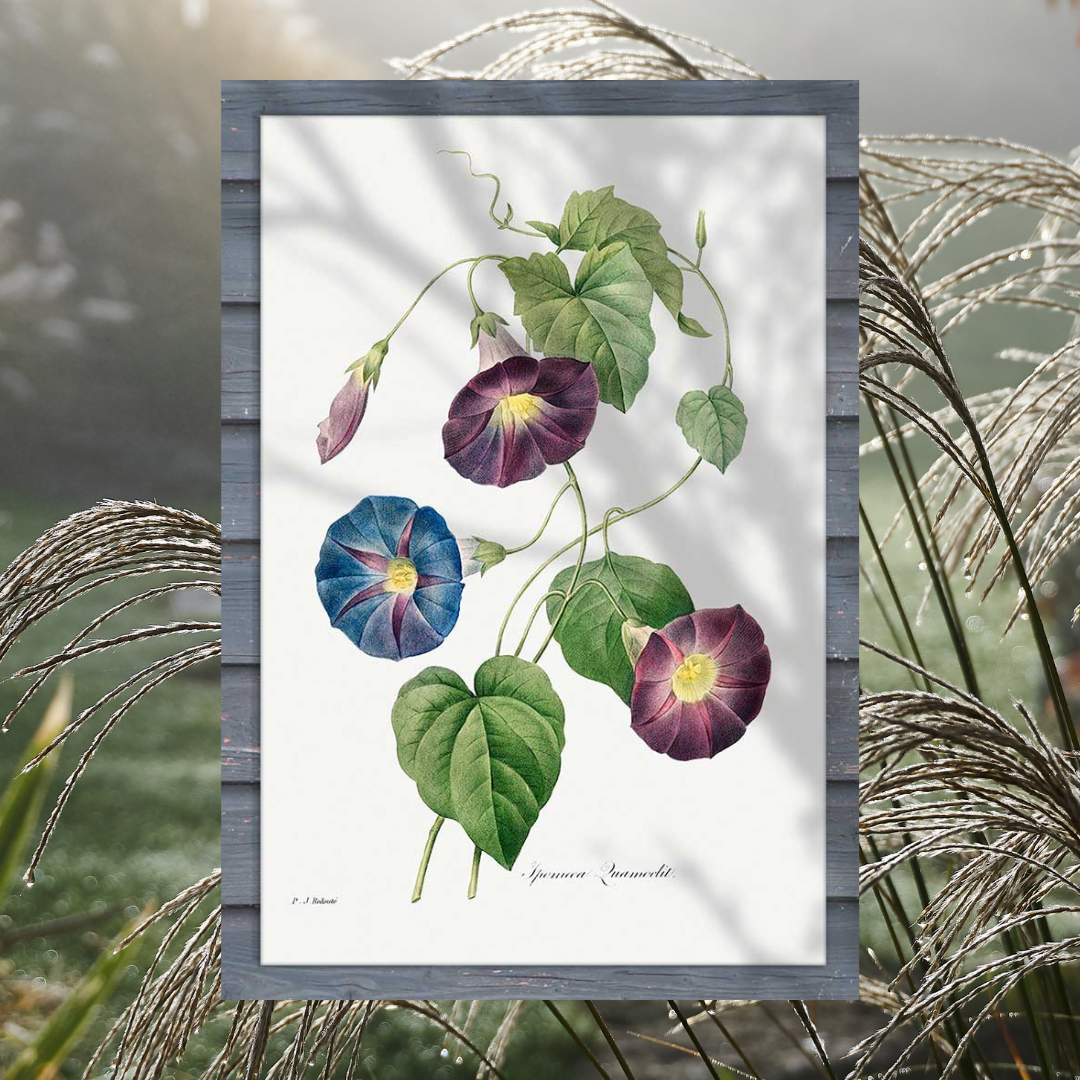 Purpurea