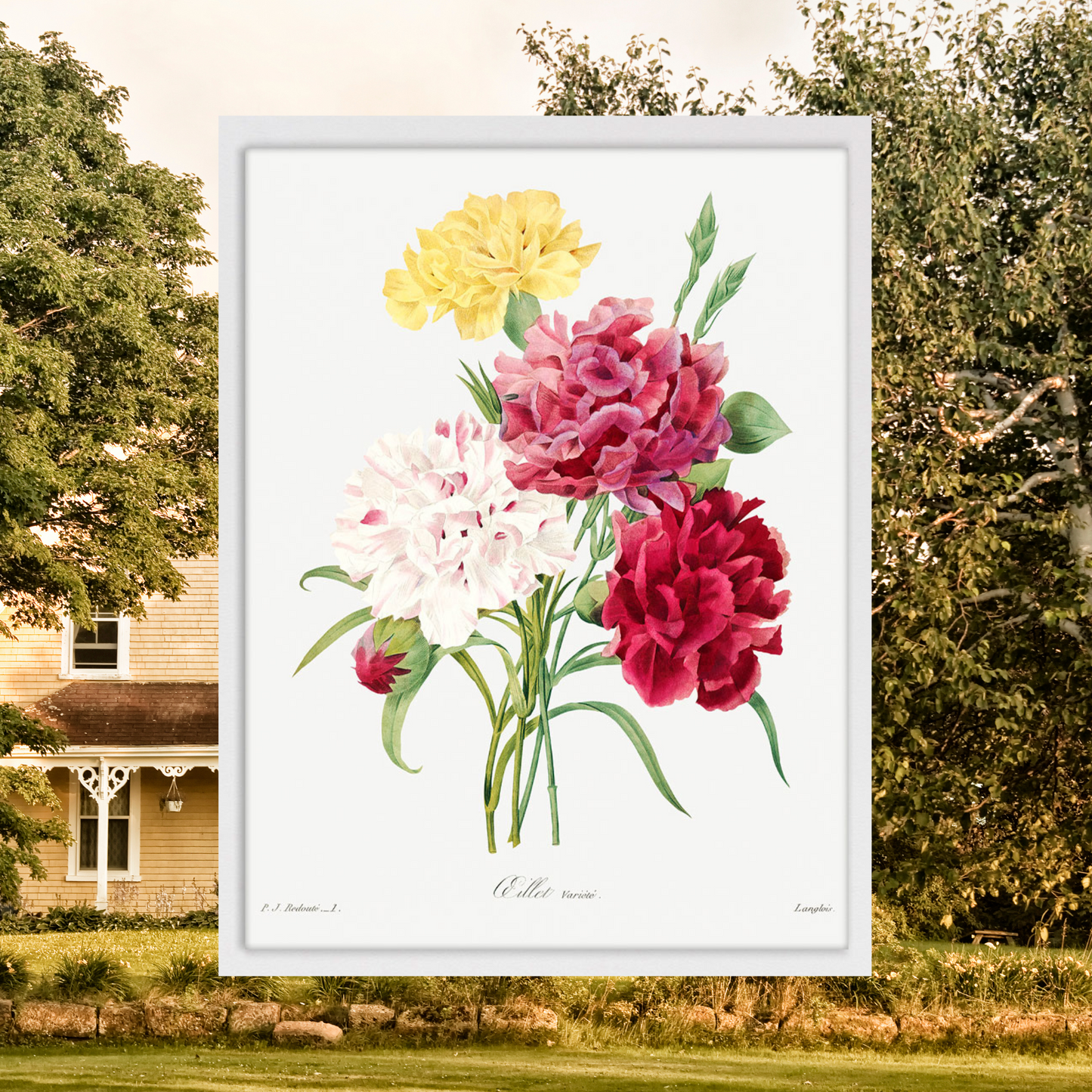 Carnations