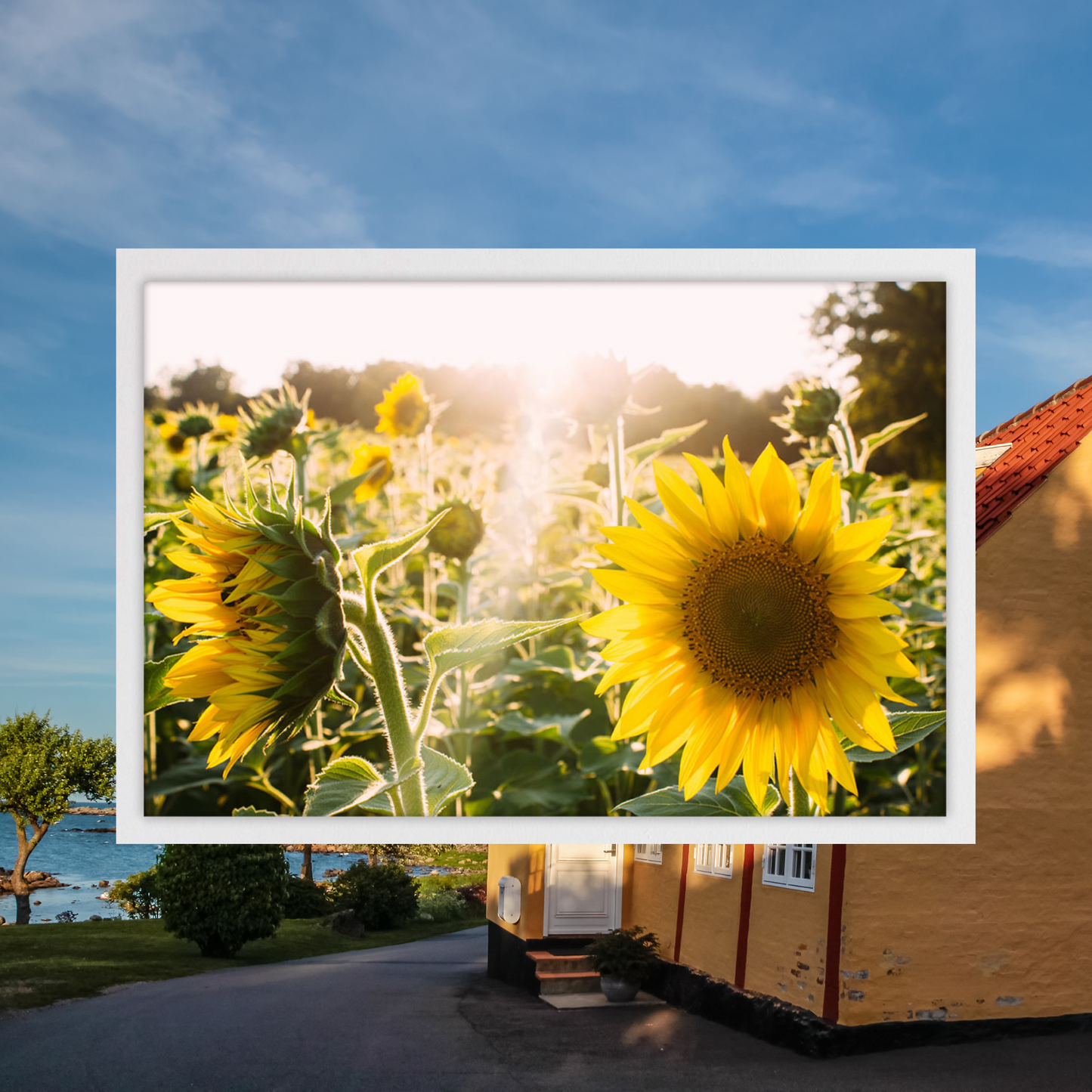 Sunflowers