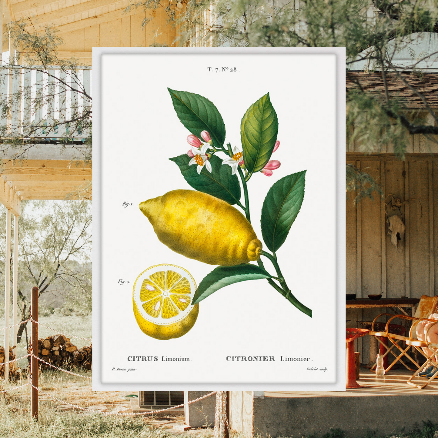 Citrus