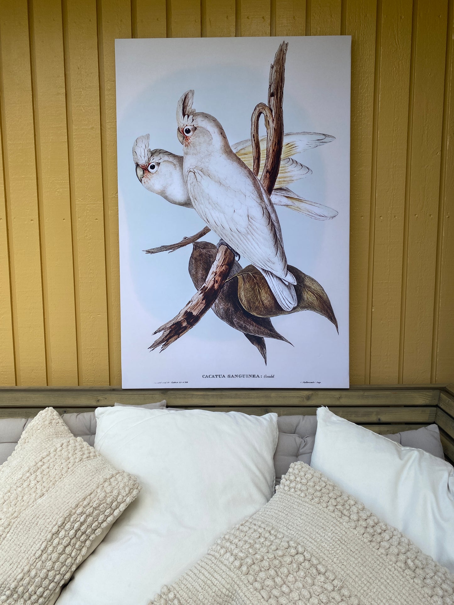 White Parrots