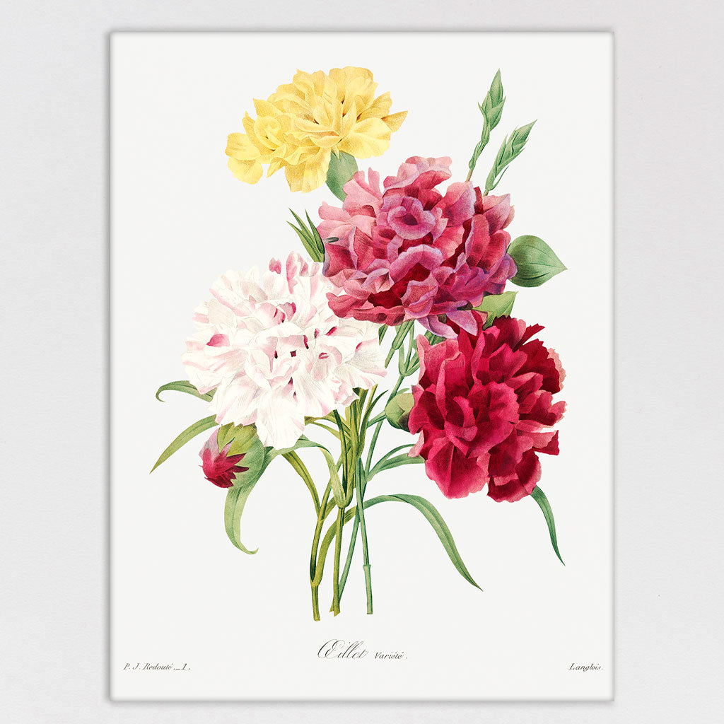 Carnations