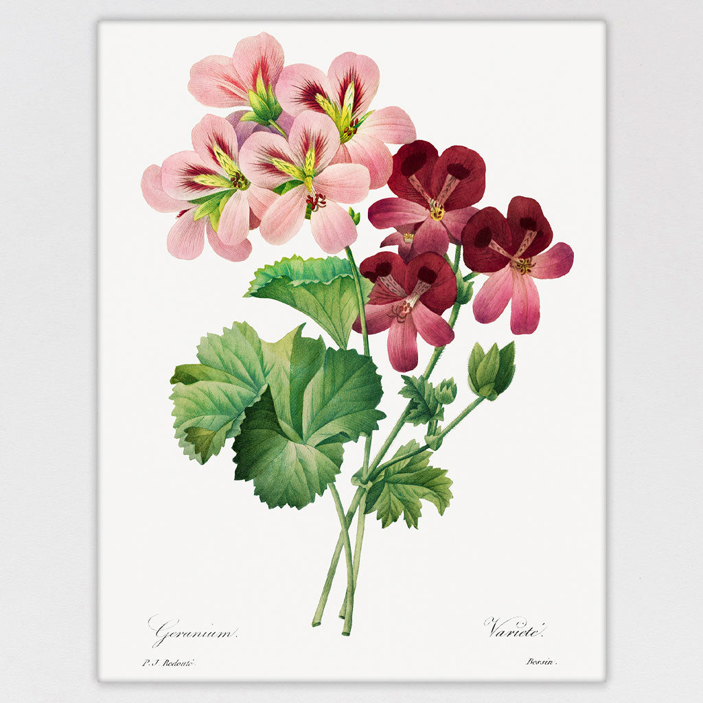 Pink Geranium