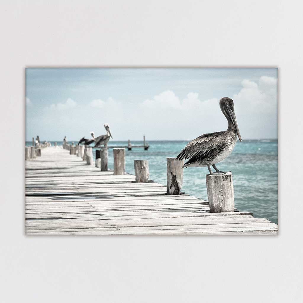 Pelicans
