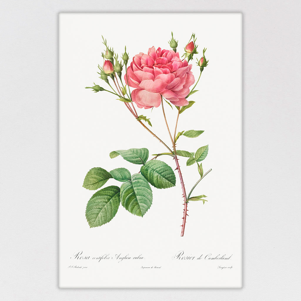 Pink Rose
