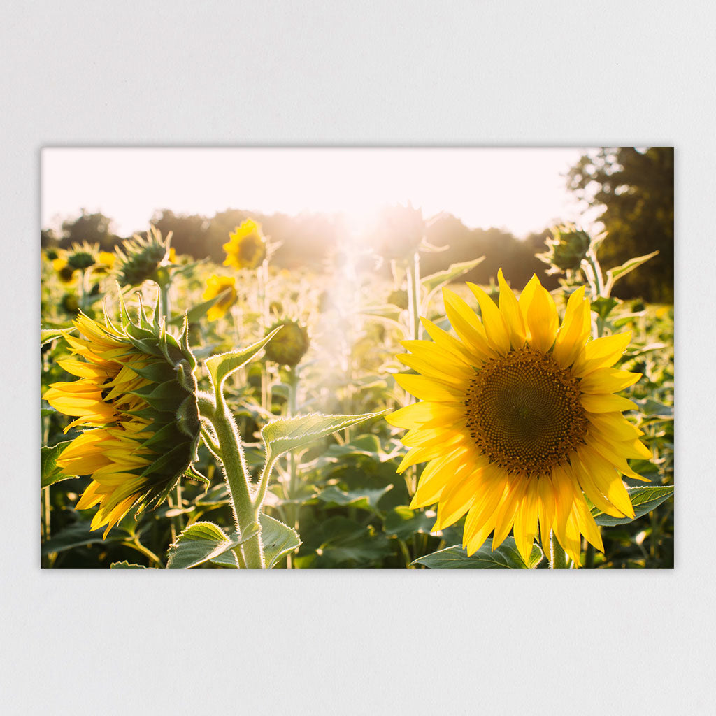 Sunflowers