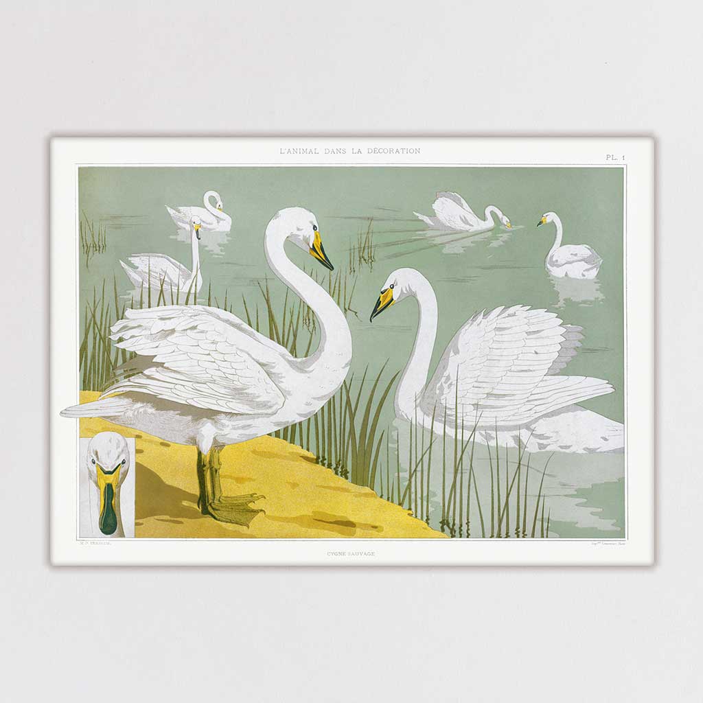 Vintage Swans