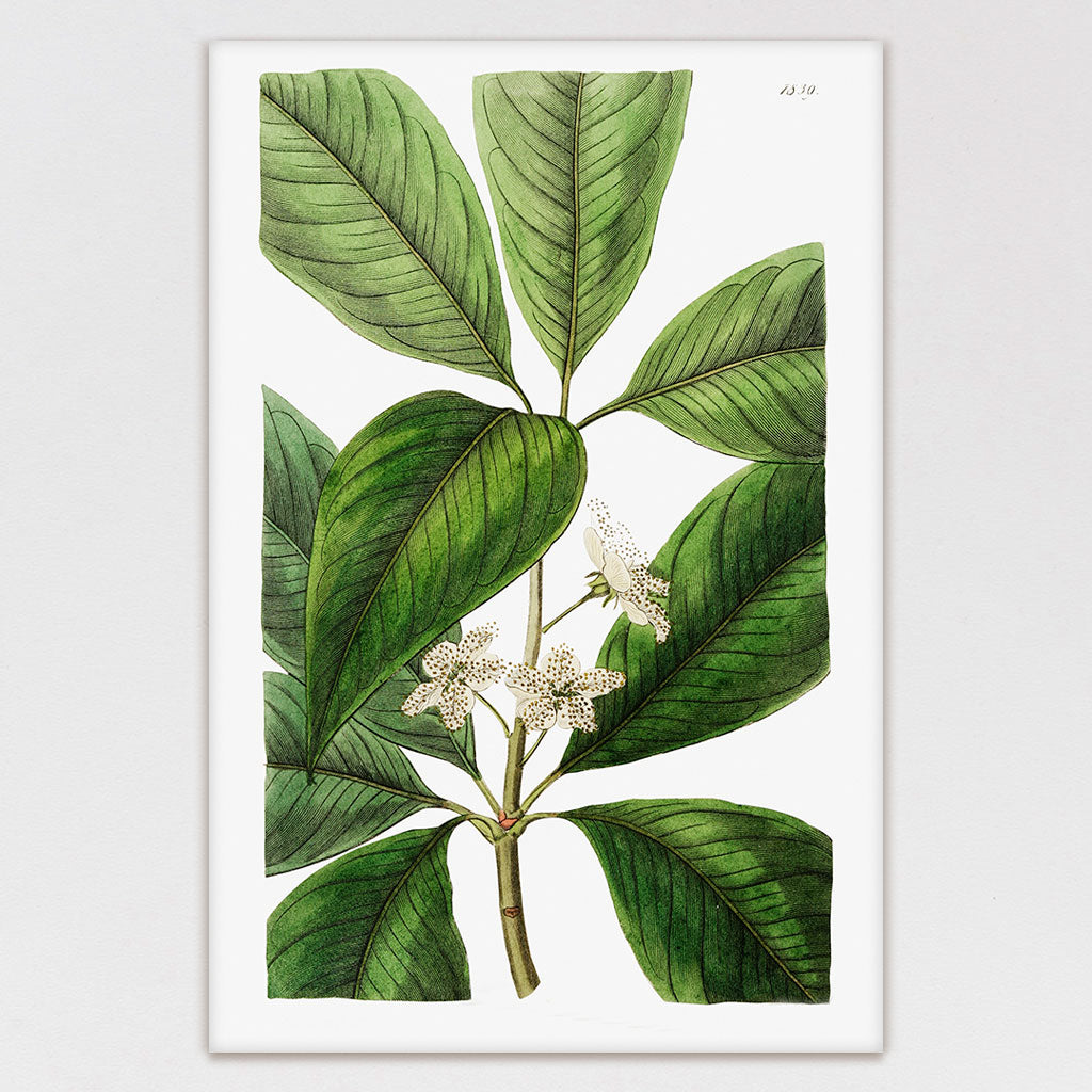 Green Leaves