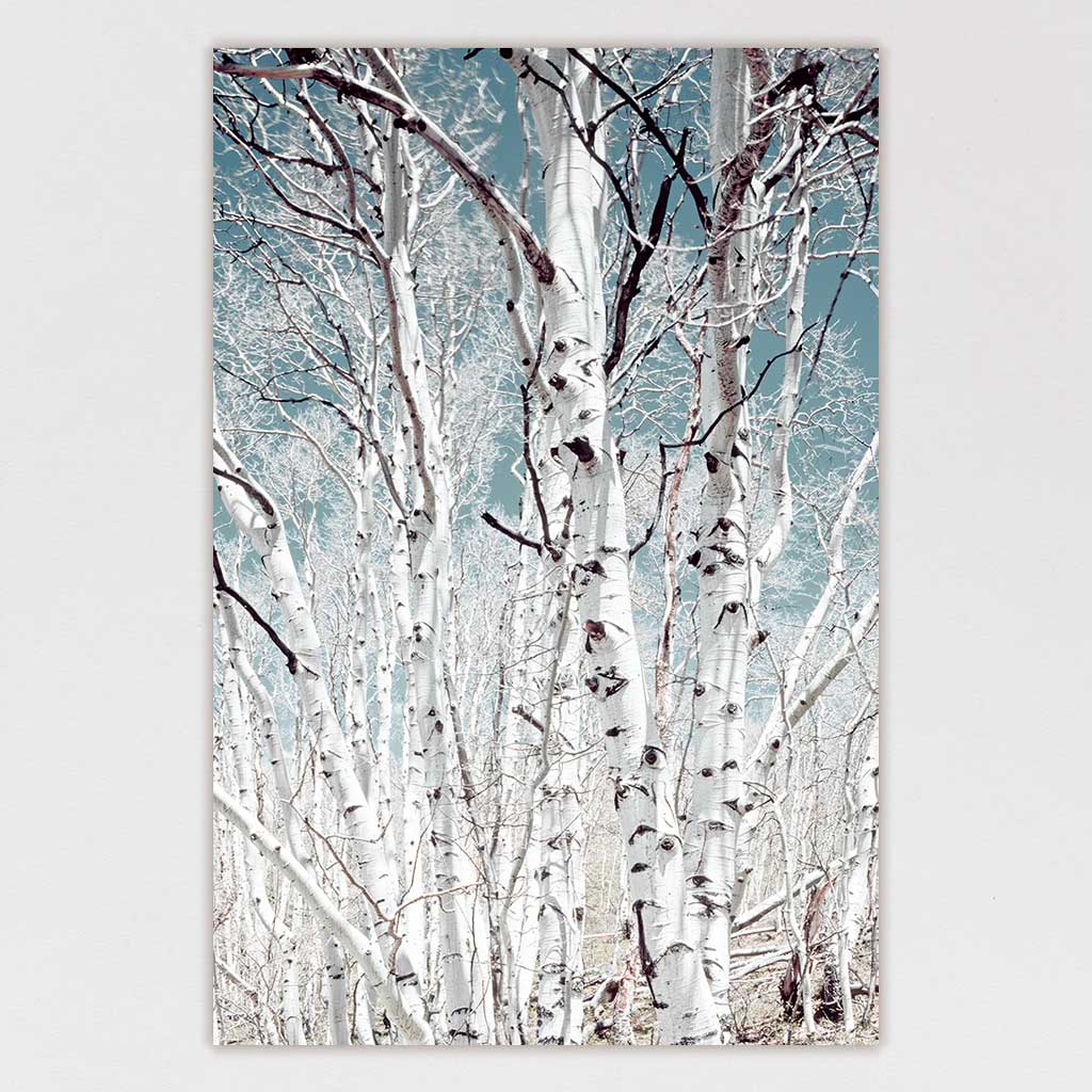 Winter Birch
