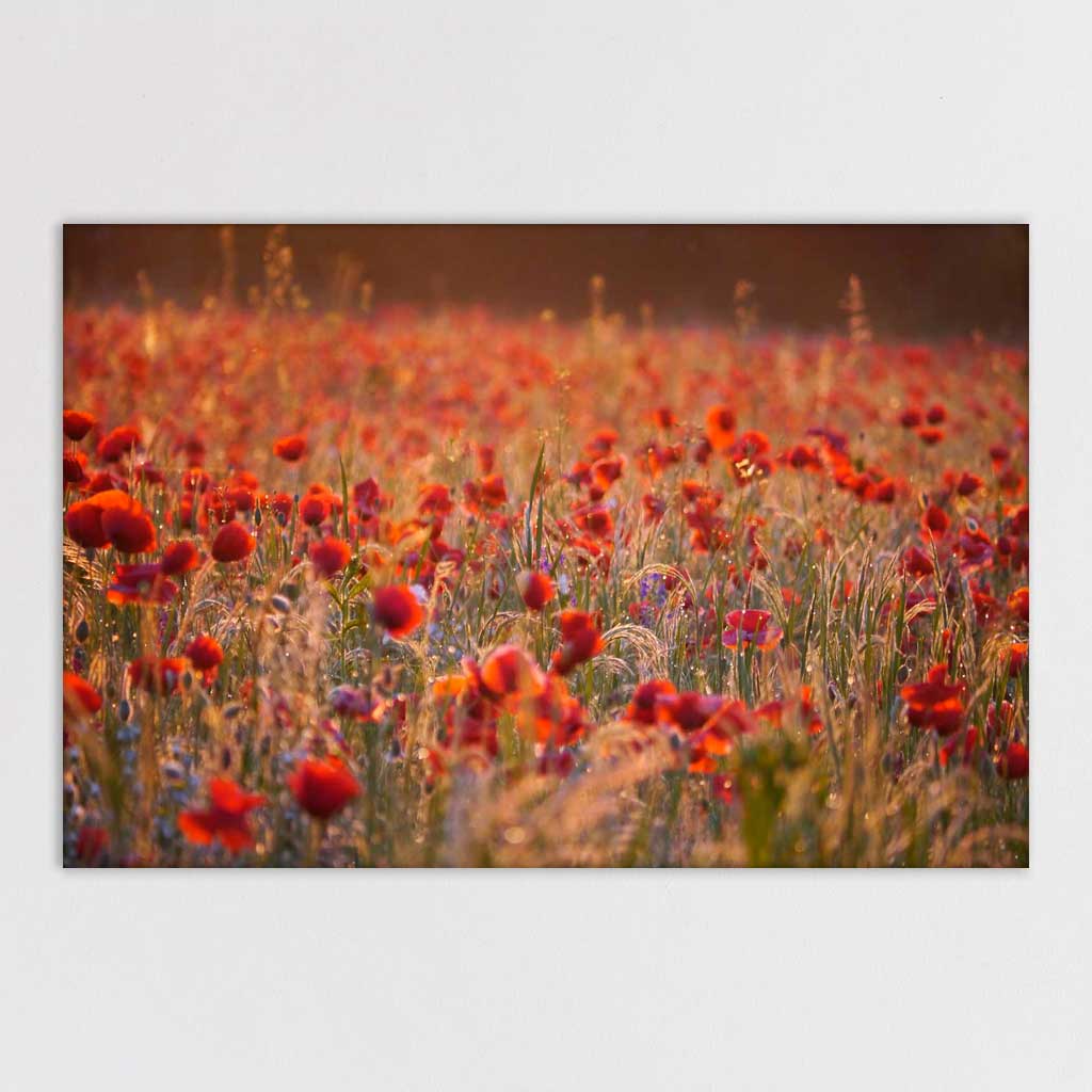 Poppy Field 2