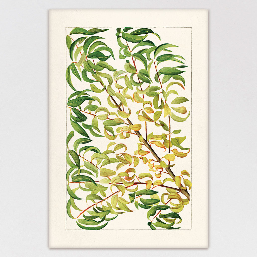 Vintage Leaves